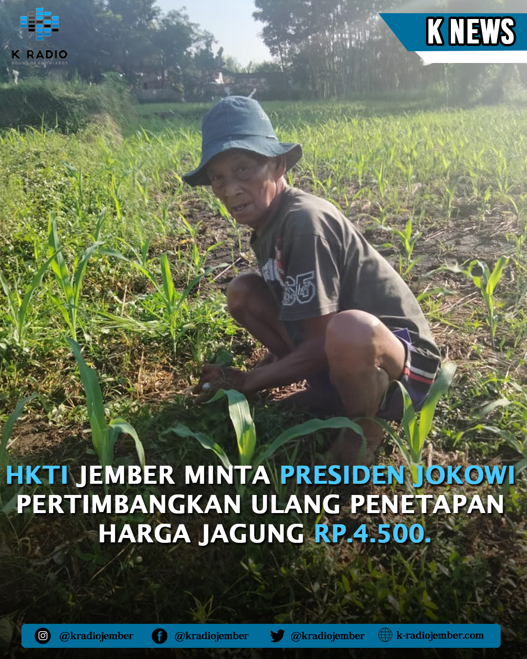 HKTI JEMBER MINTA PRESIDEN JOKOWI PERTIMBANGKAN ULANG PENETAPAN HARGA JAGUNG RP.4.500.