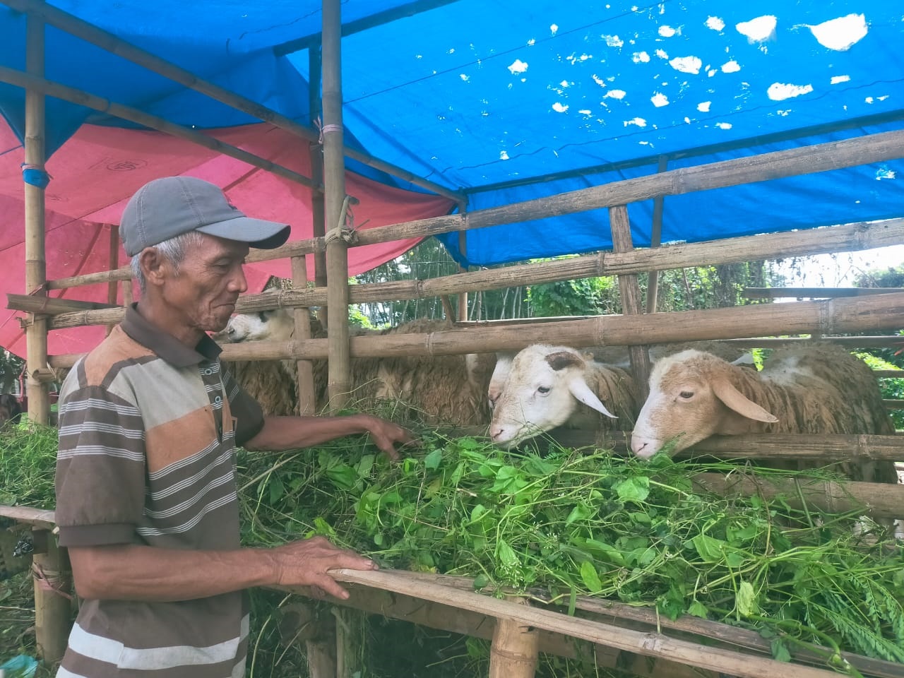 MEMILIKI BOBOT DAN DAGING LEBIH DARI DOMBA BIASA, DOMBA DORMAS JADI PRIMADONA UNTUK KURBAN