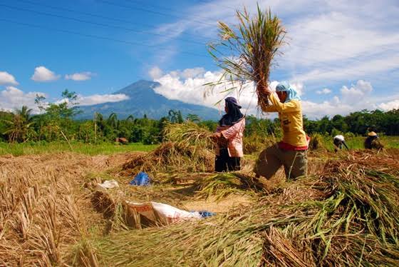 luasan-panen-padi-di-kabupaten-jember-tahun-2024-meningkat-240-hektar