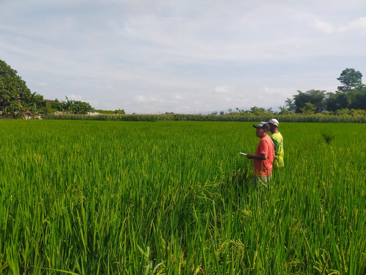 tingkatkan-produktivitas-padi-saat-kemarau-jember-dapat-bantuan-526-pompa-air