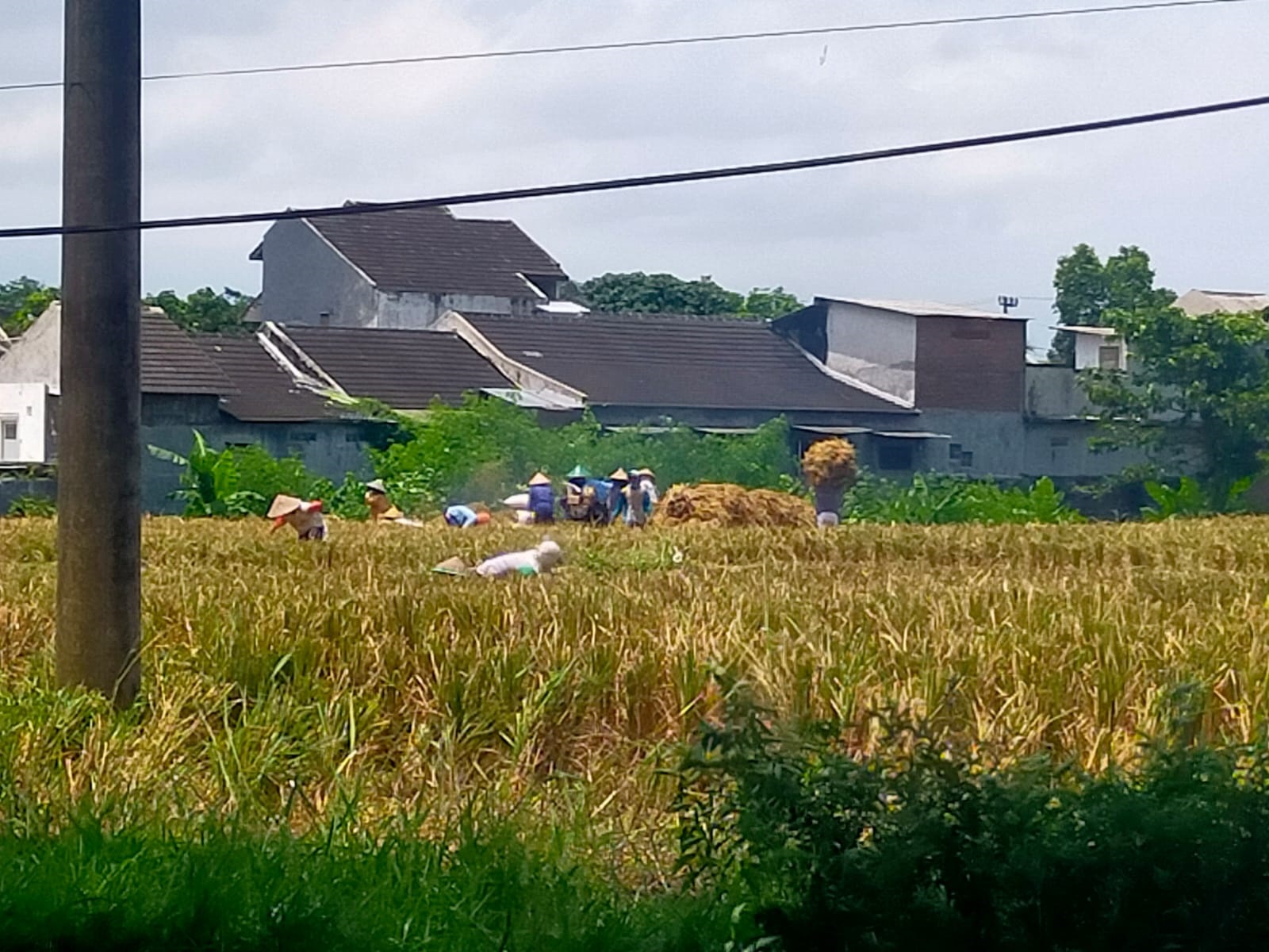 TERDAMPAK CUACA EKSTRIM, HARGA DAN PRODUKTIVITAS PADI DI JEMBER TURUN