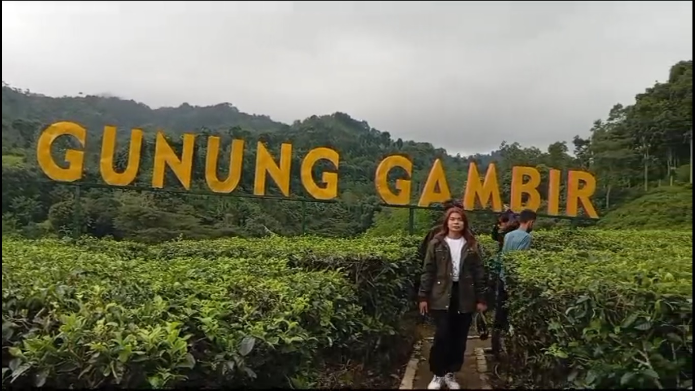 LIBUR PANJANG, WISATA KEBUN TEH GUNUNG GAMBIR TAWARKAN EKSOTIKA HAWA SEJUK PEGUNUNGAN