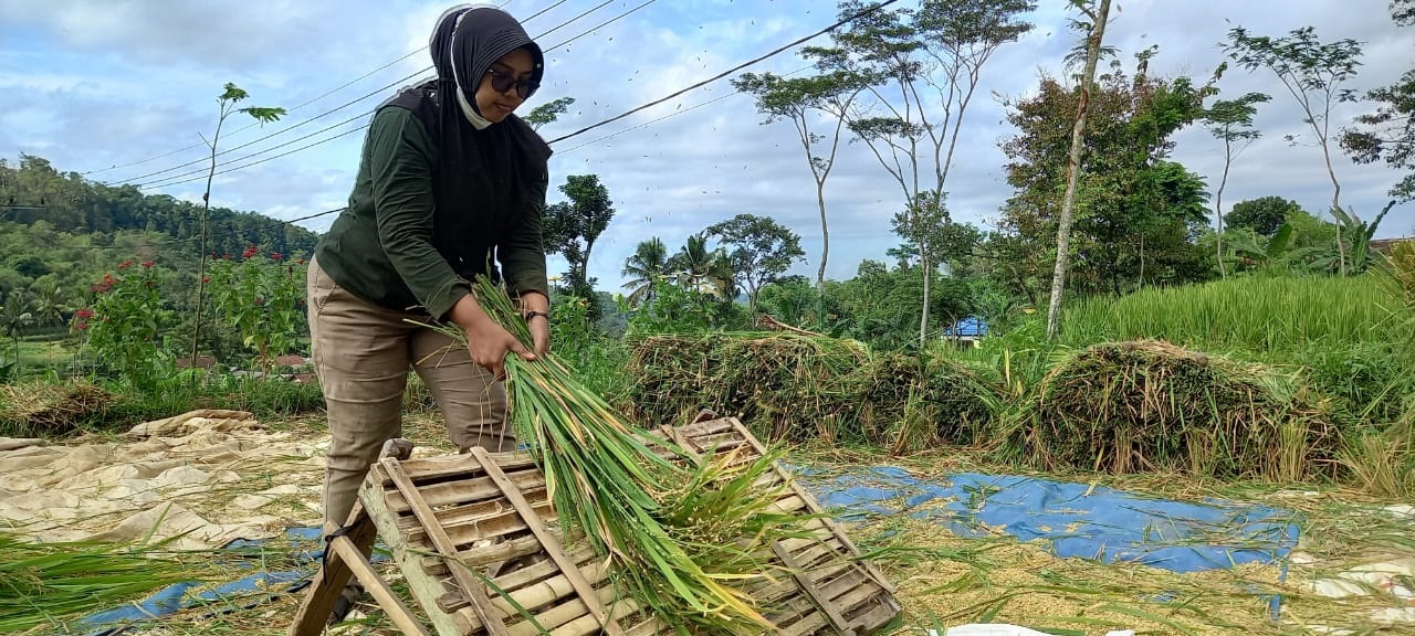 MEMASUKI MUSIM PANEN, BULOG JEMBER BELUM TETAPKAN TARGET SERAPAN GABAH PETANI 