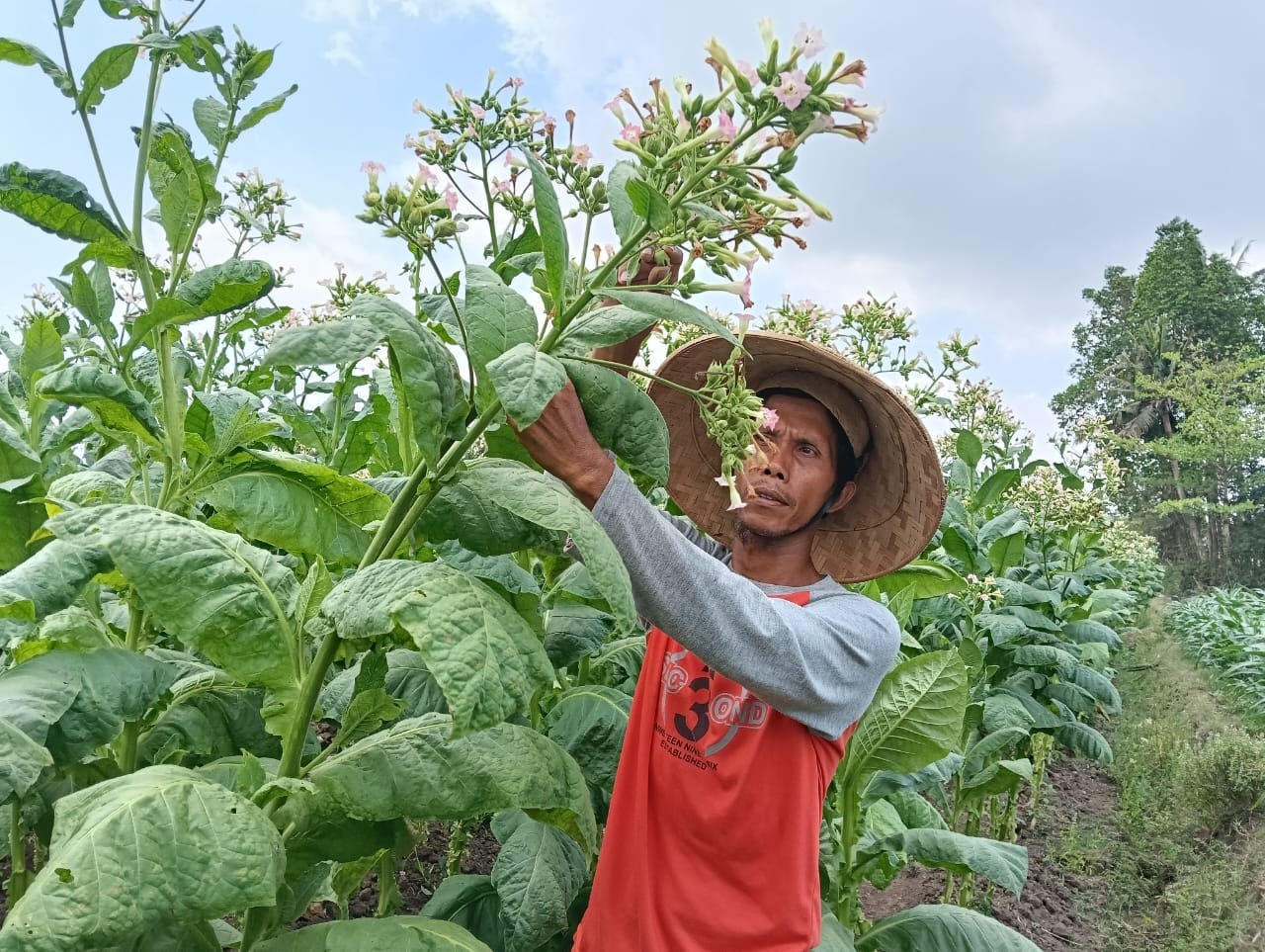 kalah-bersaing-harga-tembakau-na-oogst-petani-anjlok