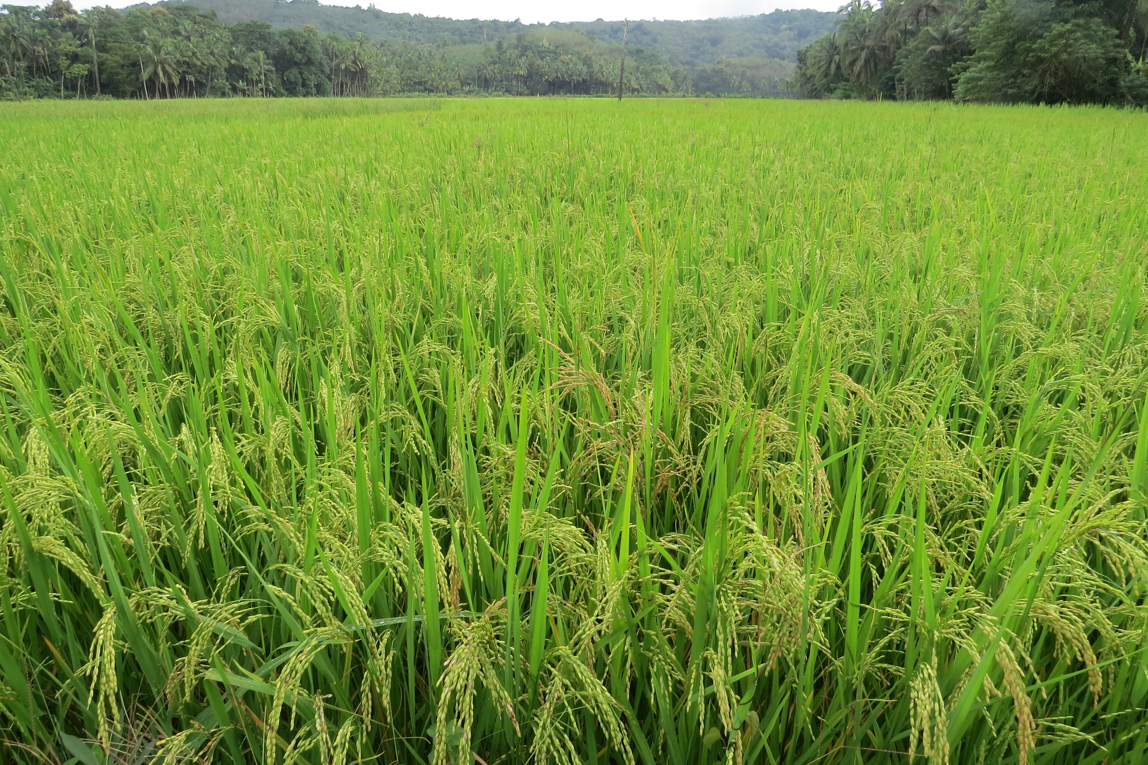 POTENSI PERTANIAN DI JEMBER BESAR, PETANI DIHARAPKAN MAMPU OLAH HASIL PANEN