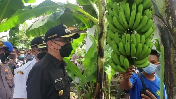 ANGKAT PEREKONOMIAN MASYARAKAT ANDONGSARI – AMBULU DENGAN PISANG CAVENDISH