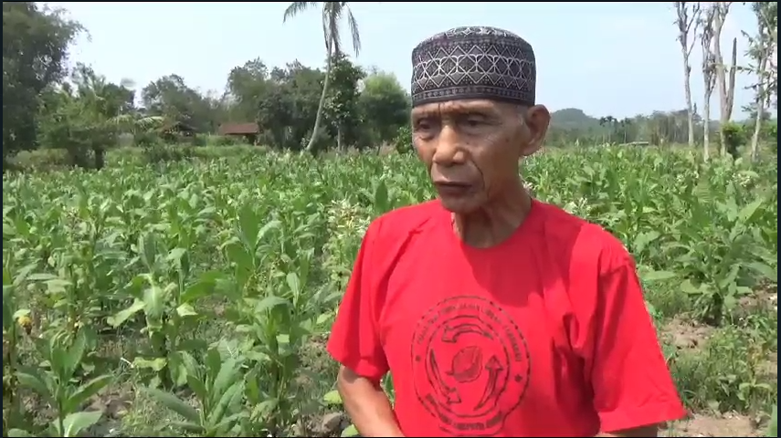 BERKAH PETANI TEMBAKAU JEMBER, HARGA NAIK SAAT MUSIM KEMARAU