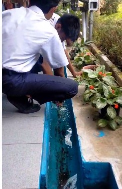 SAMBUT MUSIM PENGHUJAN, SISWA SMP DI JEMBER MANFAATKAN SALURAN AIR UNTUK MEMELIHARA IKAN