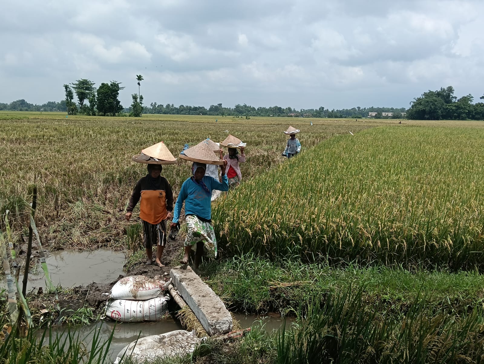 hpp-gabah-rp6500-petani-sebut-belum-cukup-sejahterakan-petani