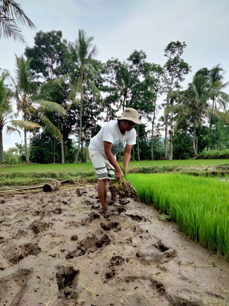 petani-di-jember-desak-kementan-segera-terbitkan-sk-alokasi-pupuk-subsidi-2021