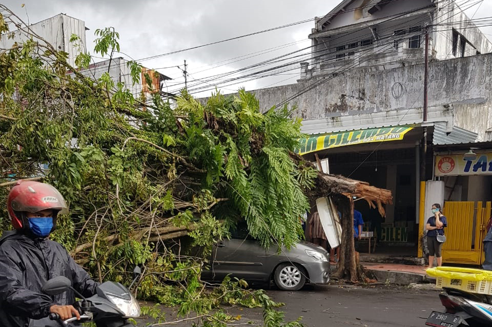 AKIBAT ANGIN KENCANG POHON TUMBANG TERJADI 9 TITIK WILAYAH JEMBER