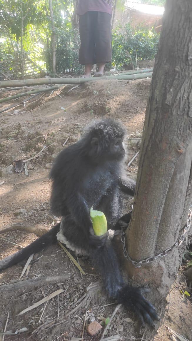 DIANGGAP MERESAHKAN, WARGA PATRANG AMANKAN LUTUNG BUDENG YANG BERKELIARAN DI PEMUKIMAN