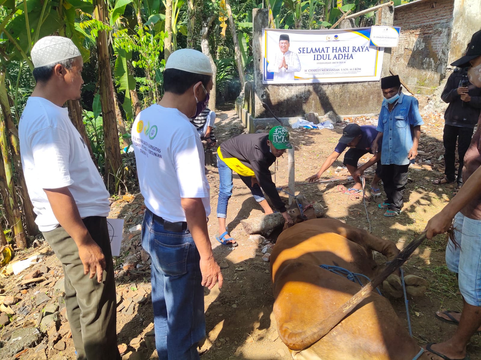 TUNAIKAN NAZAR, ANGGOTA DPR RI CHARLES MEIKYANSAH SALURKAN KURBAN KE JEMBER DAN LUMAJANG