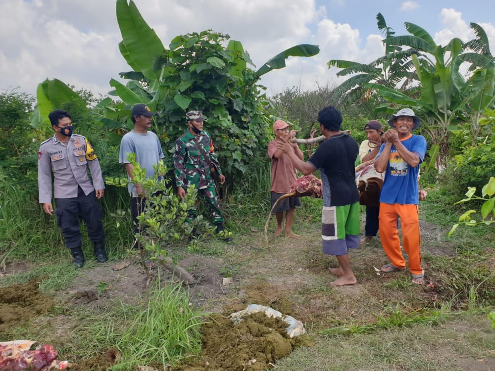 2 SAPI CURIAN MILIK WARGA GUMUKMAS, BERAKHIR DISEMBELIH DI UMBULSARI