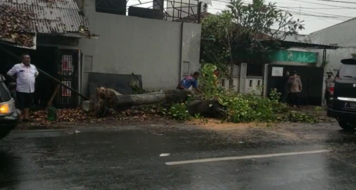 KALIWATES HUJAN DERAS DAN ANGIN KENCANG: POHON TUMBANG DI 3 TITIK, 1 TIMPA MOBIL