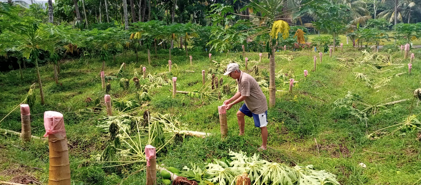 SIAP PANEN, RATUSAN POHON PEPAYA DI SUMBERBARU DITEBANG ORANG TAK DIKENAL