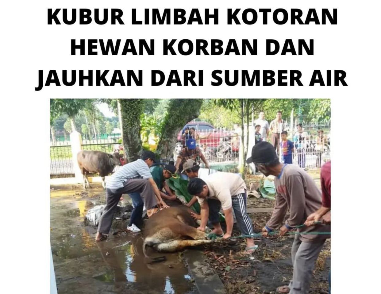 jaga-ekosistem-dan-kualitas-air-dlh-jember-minta-warga-tak-buang-kotoran-hewan-kurban-ke-sungai