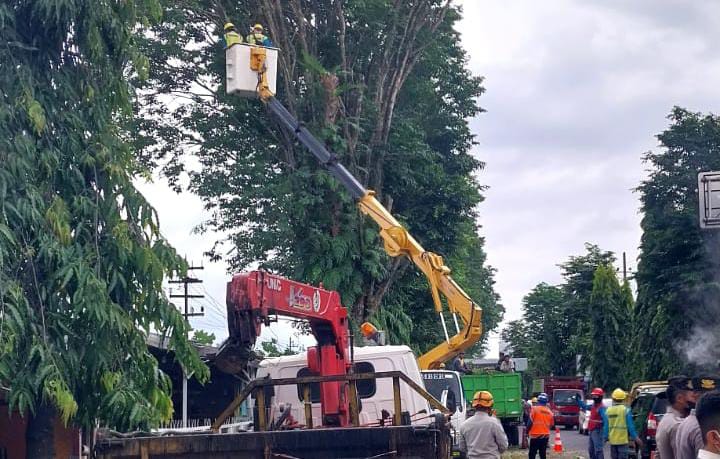 CEGAH KORBAN POHON TUMBANG, TIM GABUNGAN LAKUKAN PEMANGKASAN DI KAWASAN JEMBER KOTA