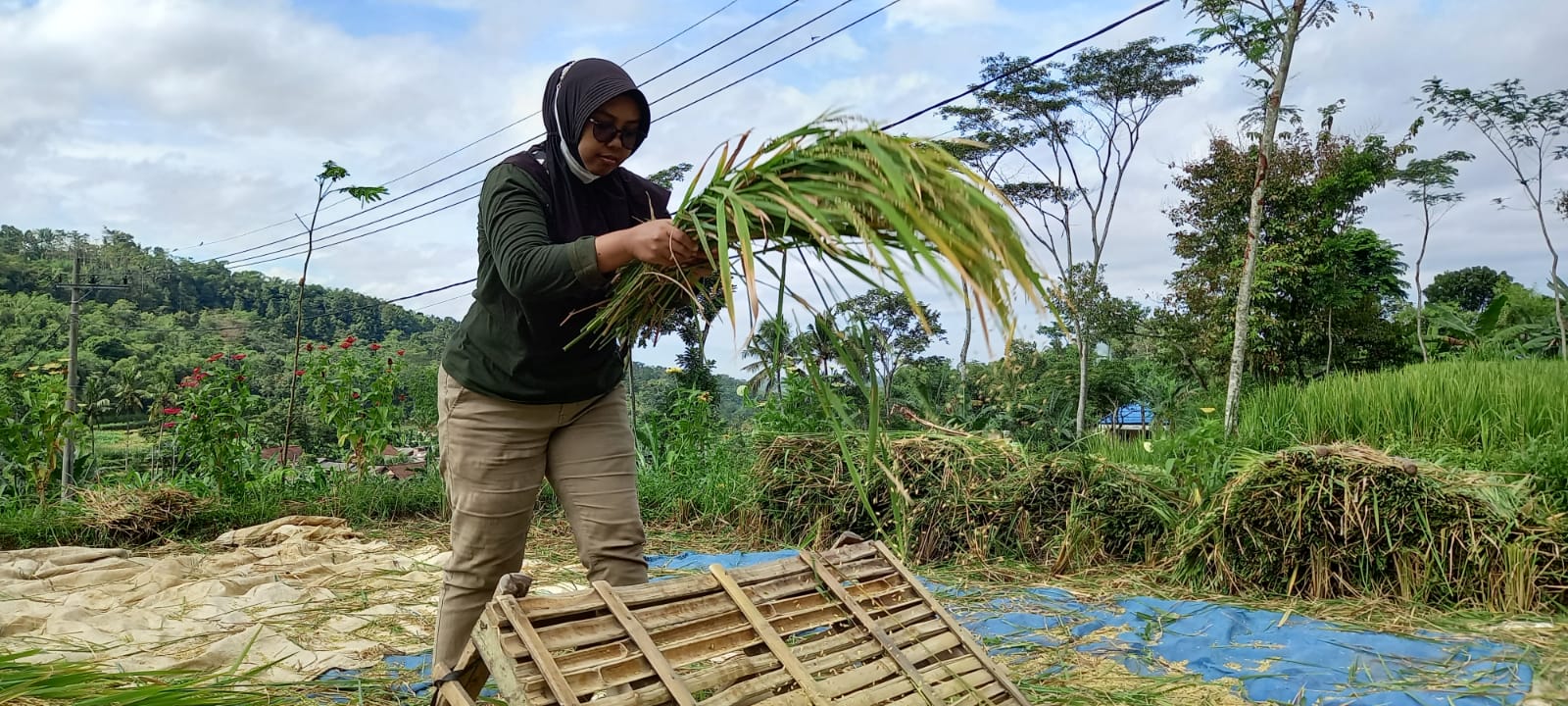 HPP GABAH RENDAH SERAPAN BULOG TIDAK MAKSIMAL