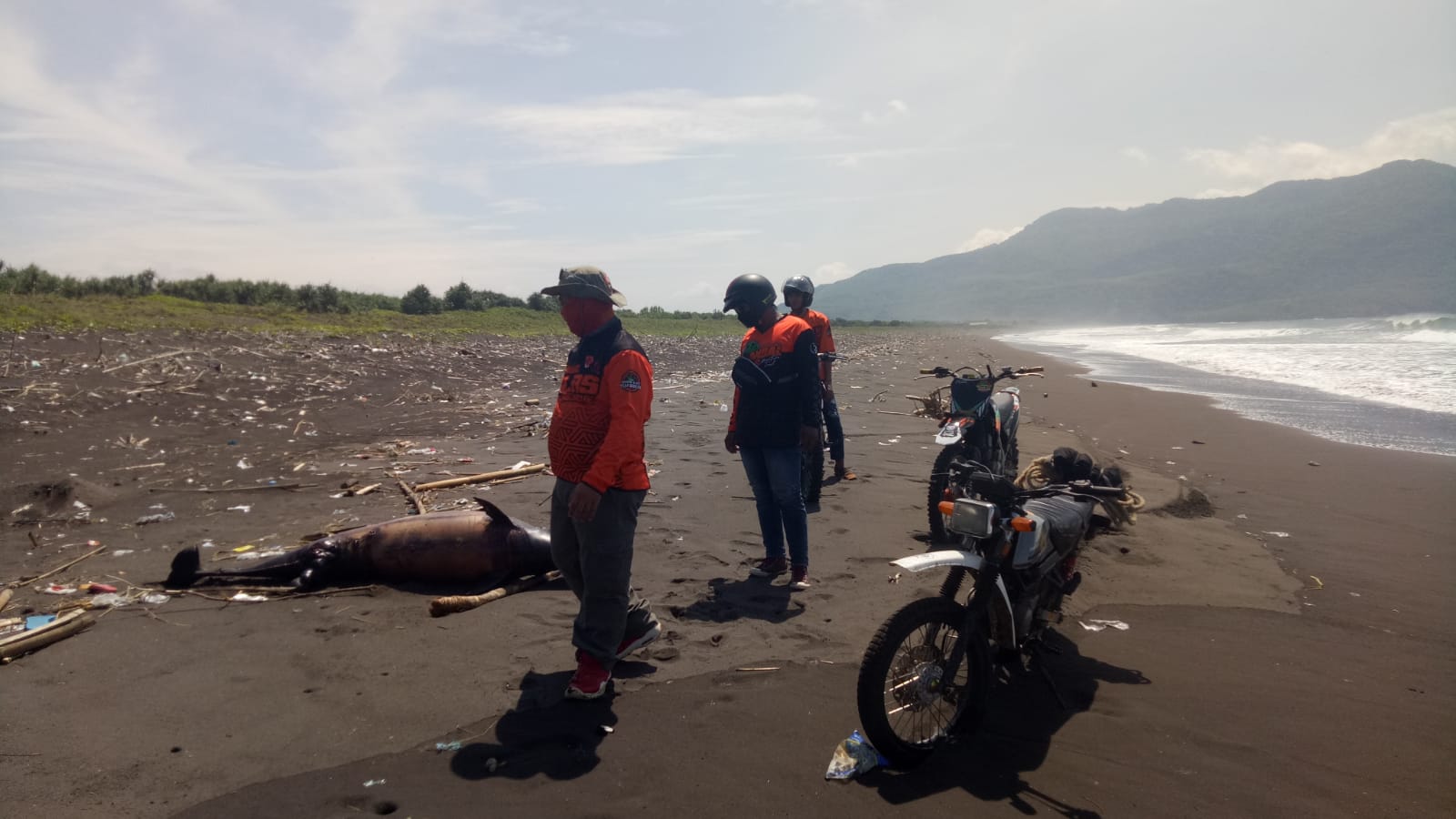 SEEKOR LUMBA-LUMBA TERDAMPAR DI PANTAI CEMARA