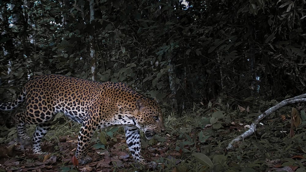 POPULASI MACAN TUTUL JAWA DI TN MERU BETIRI MENINGKAT MENJADI 22 EKOR