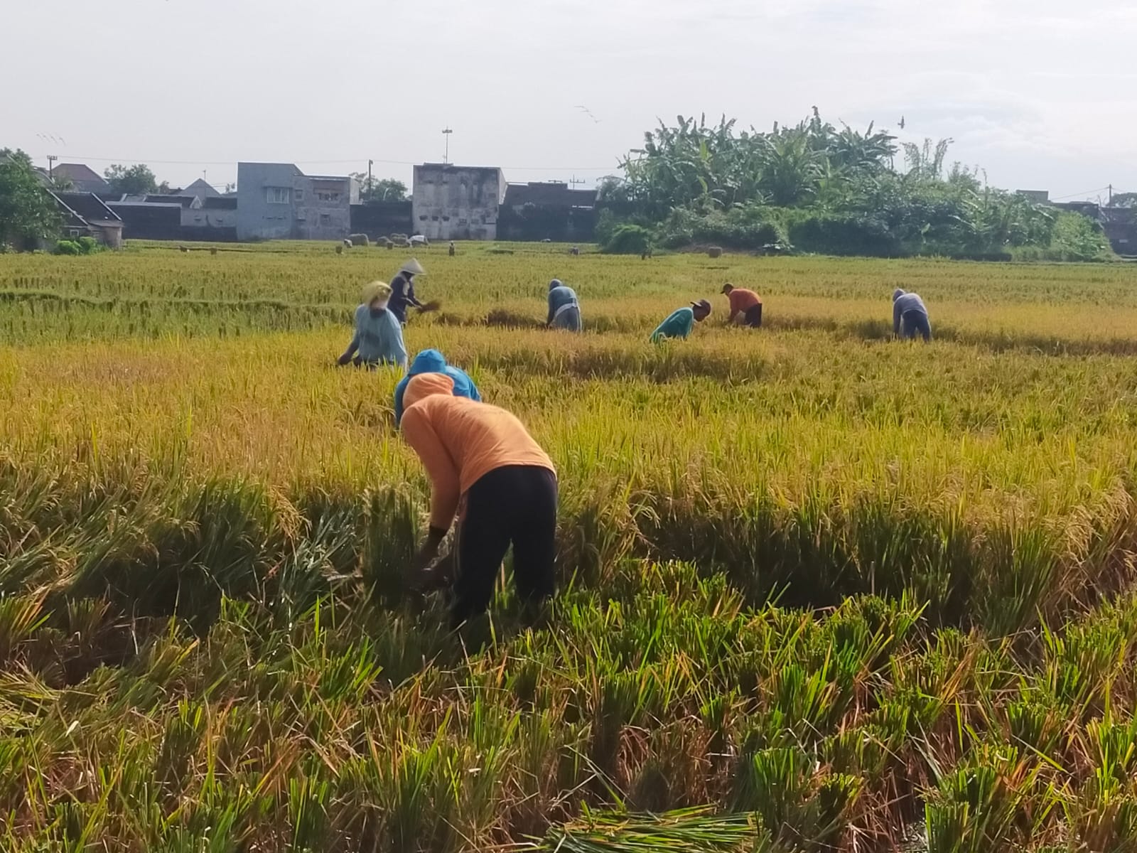 surat-edaran-het-gabah-dicabut-harga-gabah-di-jember-berangsur-naik