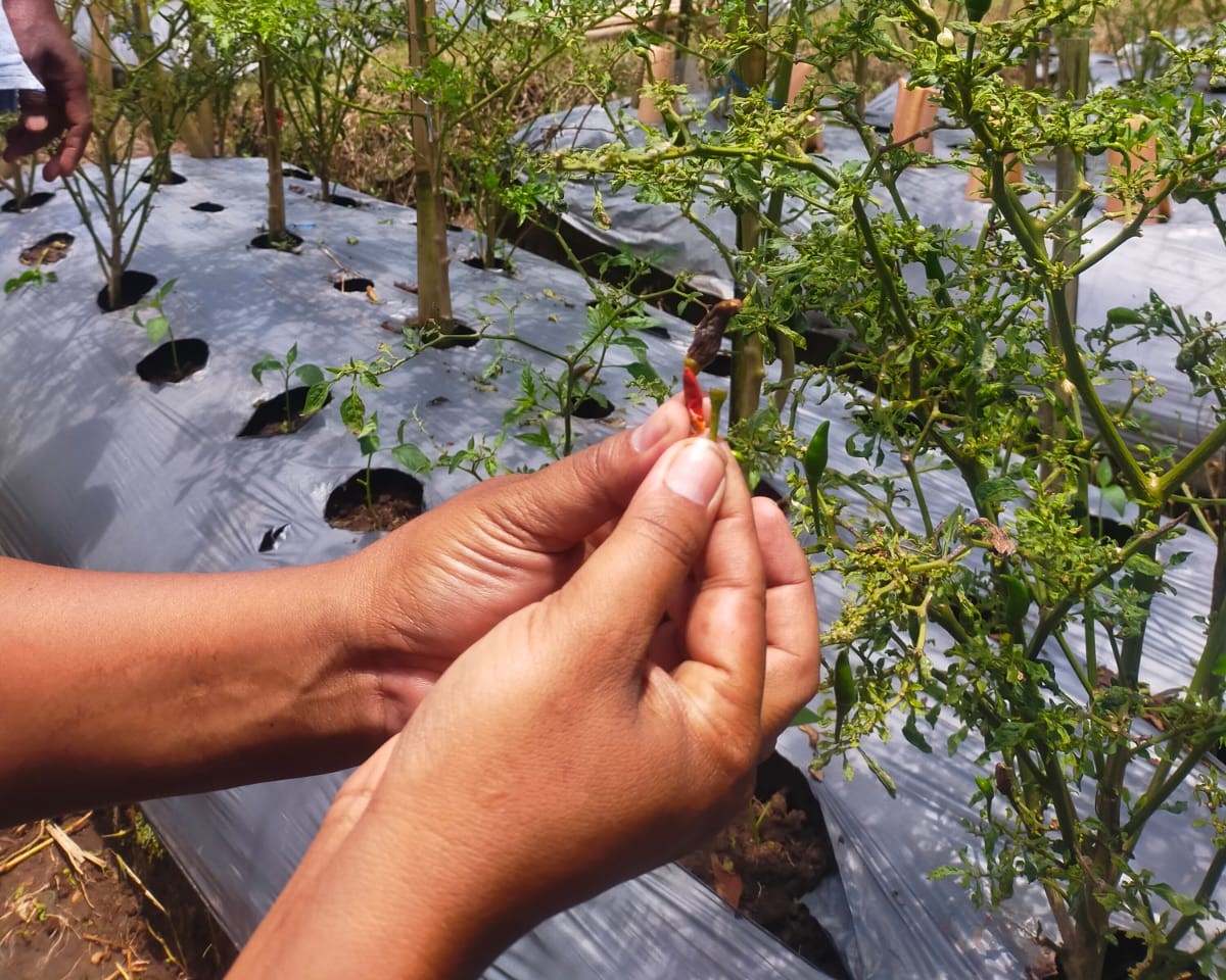 PETANI TERKENDALA CUACA BURUK, HARGA CABAI MELAMBUNG TINGGI