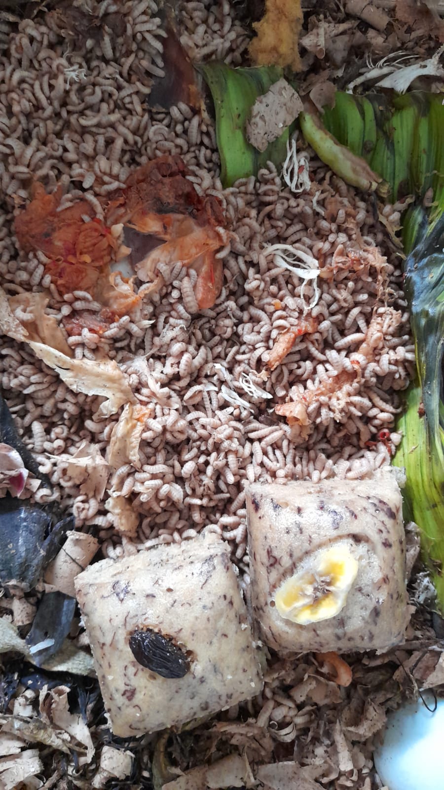 MAGGOT SOLUSI URAI SAMPAH ORGANIK YANG MILIKI NILAI EKONOMIS