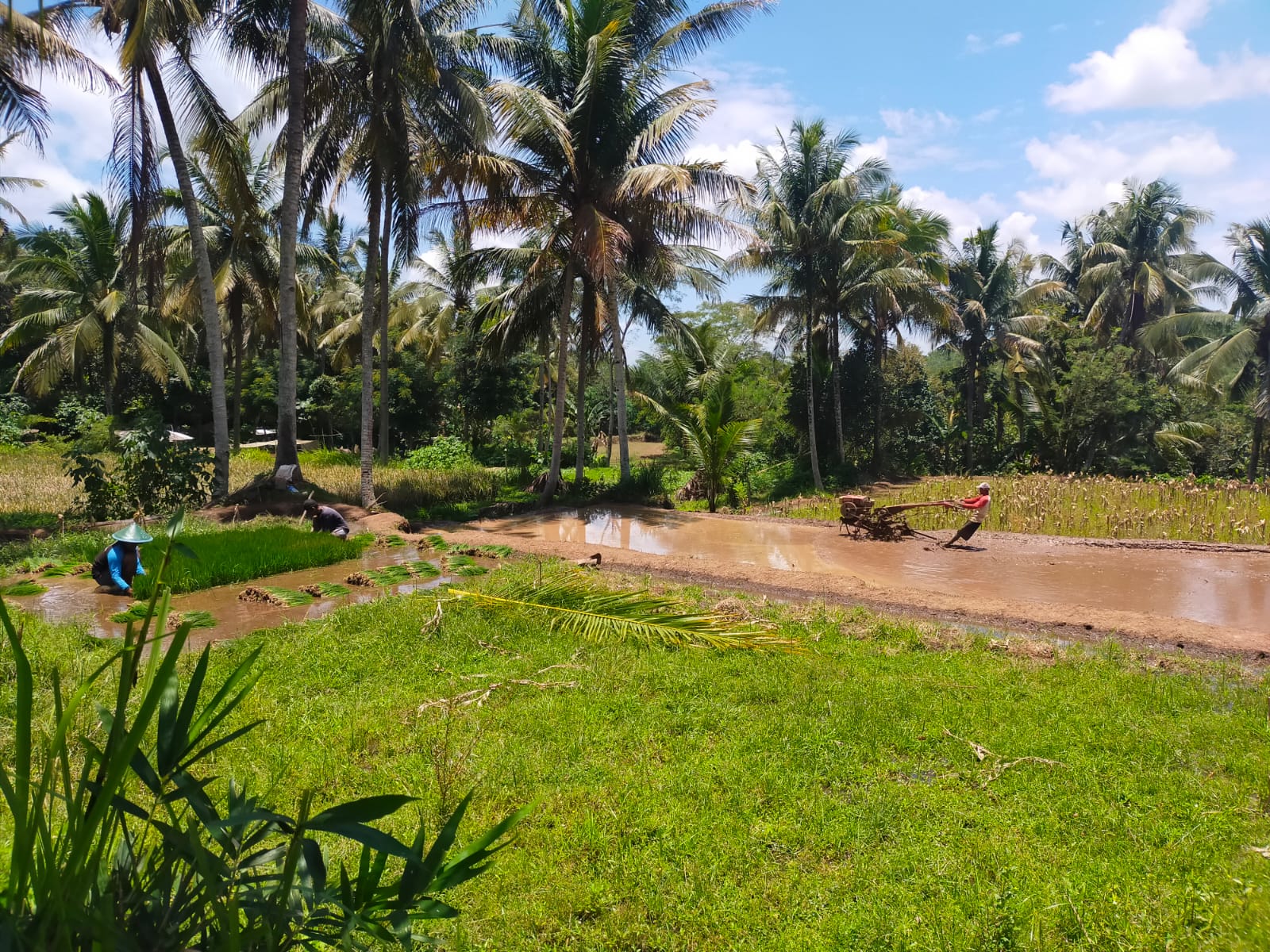 INTENSIFIKASI DAN EKSTENSIFIKASI SOLUSI MENCIPTAKAN KETAHANAN PANGAN