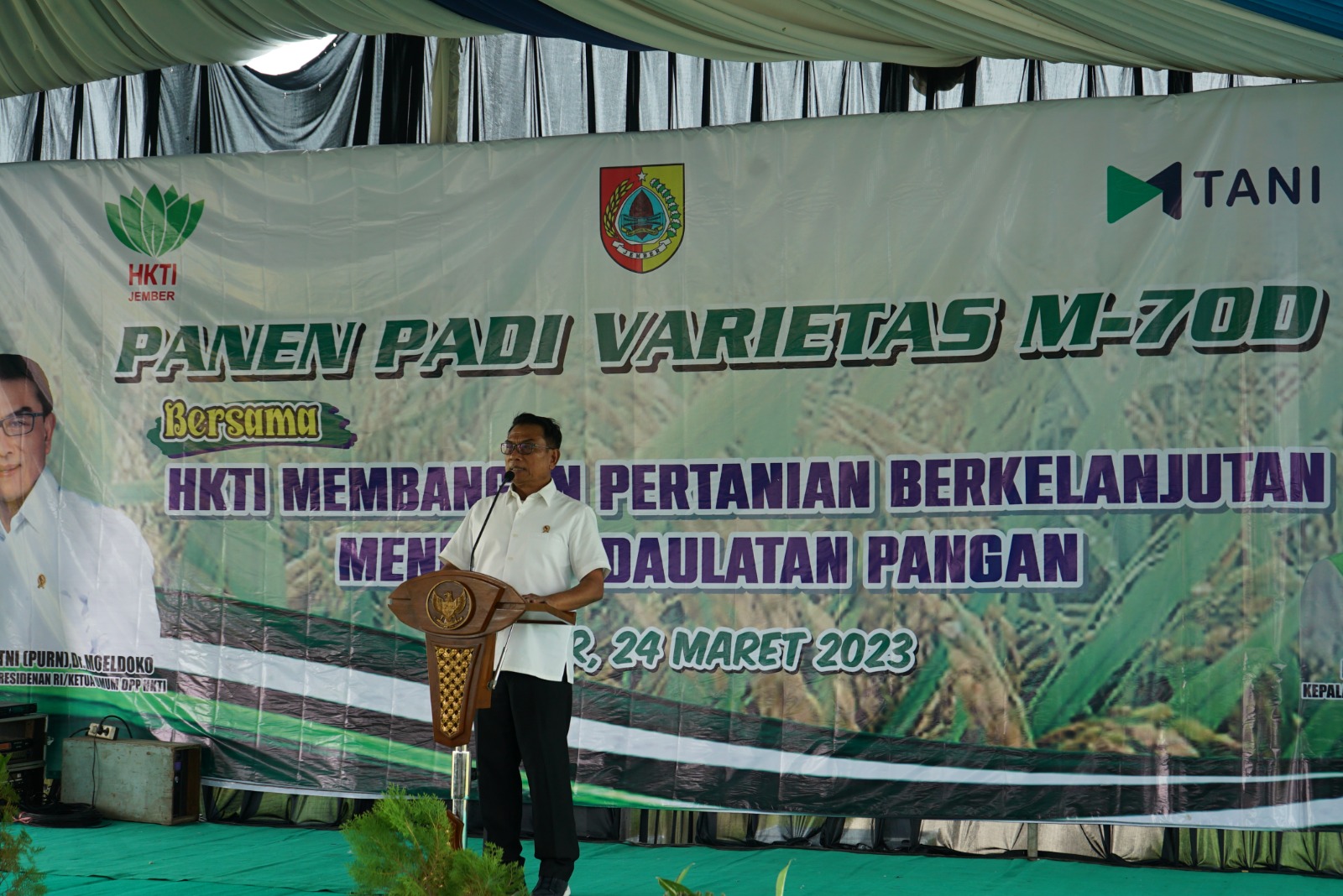 TINGKATKAN PRODUKTIVITAS PERTANIAN JEMBER DENGAN BIBIT PADI UNGGUL M70D