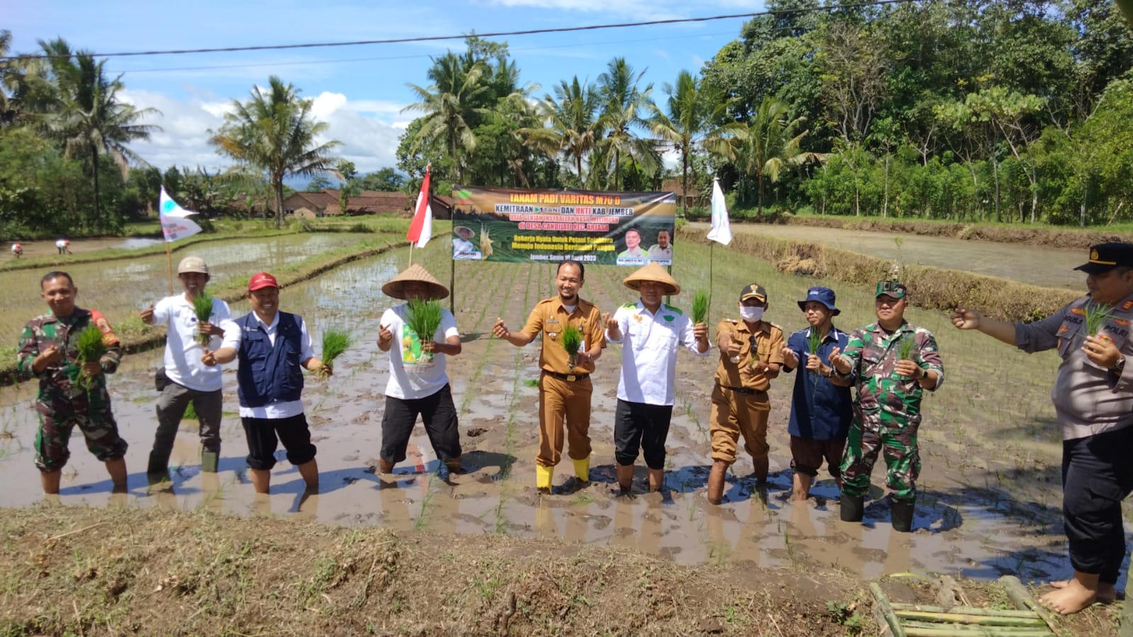 AYO PANEN 4 KALI, DENGAN MEMANAM PADI VARIETAS INI