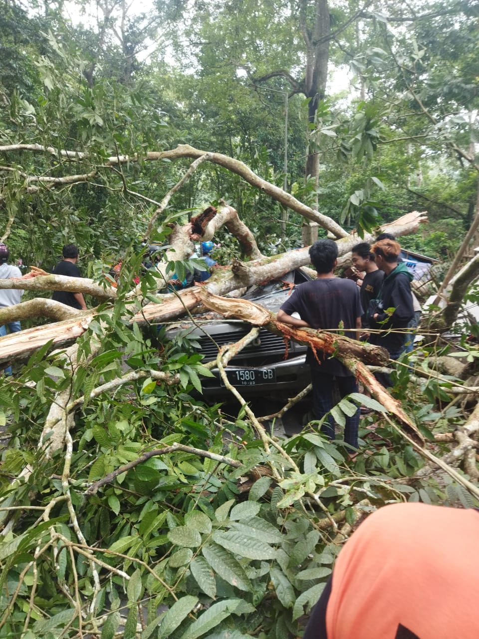 pohon-tumbang-di-jalur-gumitir-tewaskan-satu-pengendara-roda-4-begini-kejadiannya