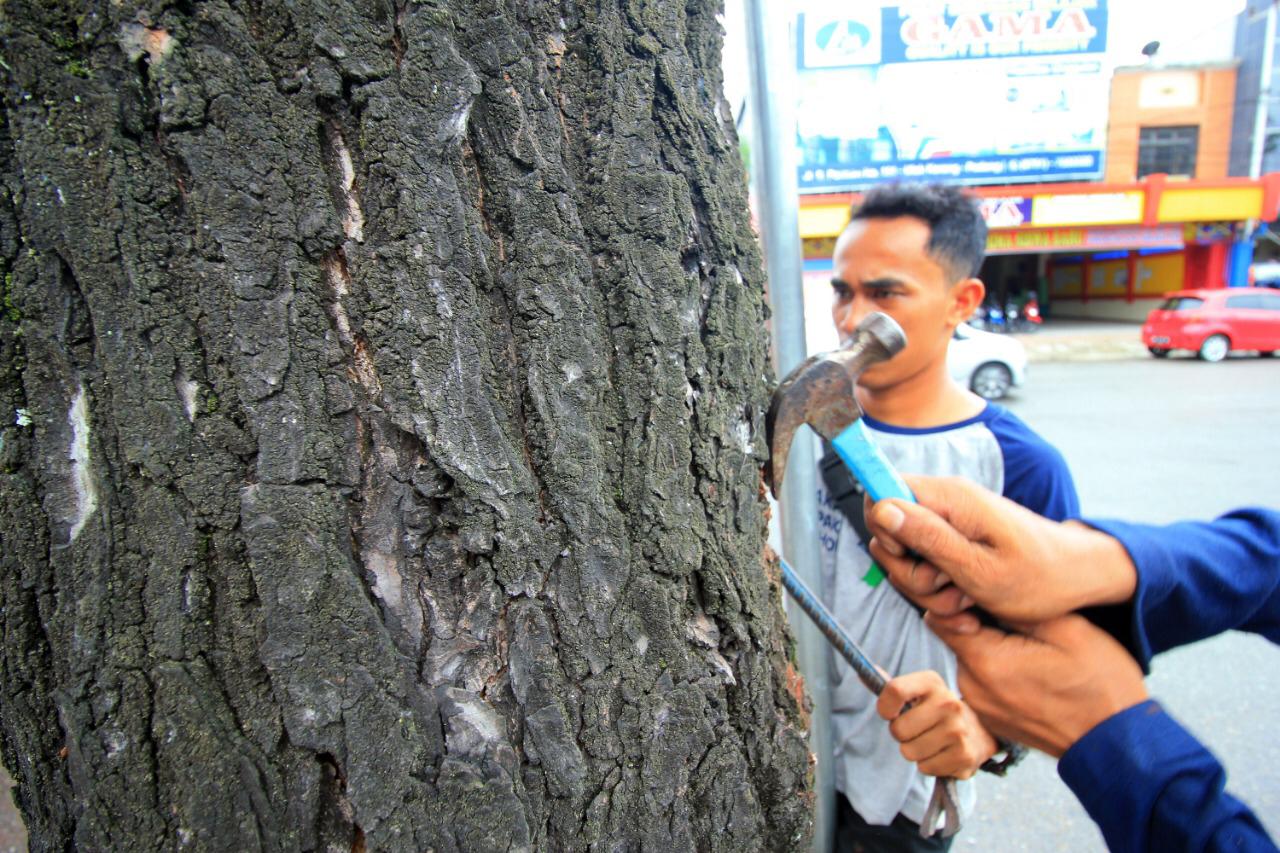 stop-jadikan-pohon-tempat-memaku-iklan-pegiat-cabut-paku-harapkan-ini-dari-pemerintah