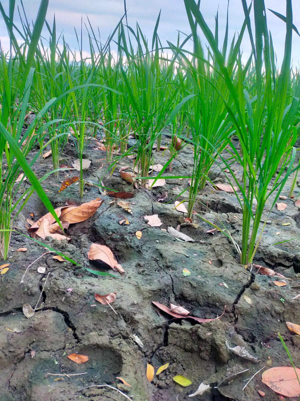 waspada-dampak-el-nino-bpbd-jember-mewanti-wanti-masyarakat-tak-melakukan-hal-hal-berikut-ini