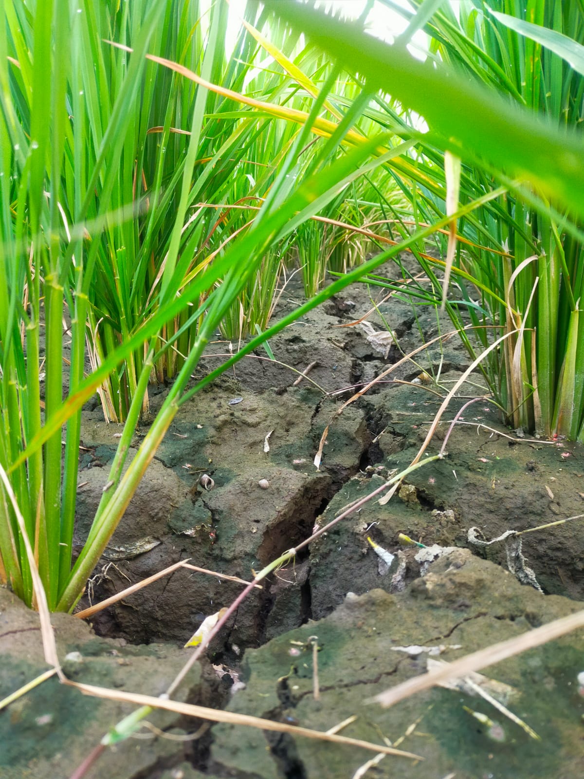 DAMPAK EL NINO MENINGKATKAN RESIKO GAGAL PANEN DI JEMBER