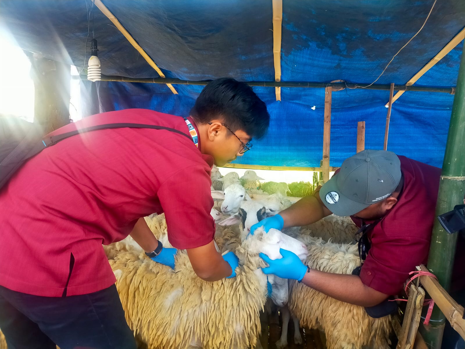 JELANG IDUL ADHA, DKPP JEMBER GELAR SIDAK KE PEDAGANG HEWAN KURBAN