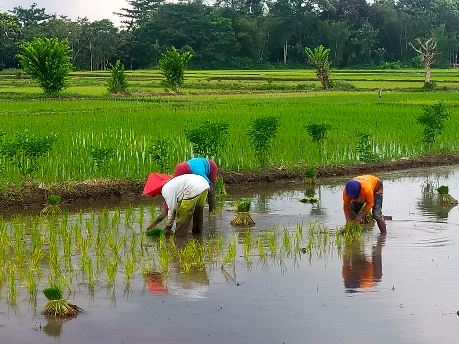 musim-kemarau-jember-targetkan-produksi-padi-1-juta-ton