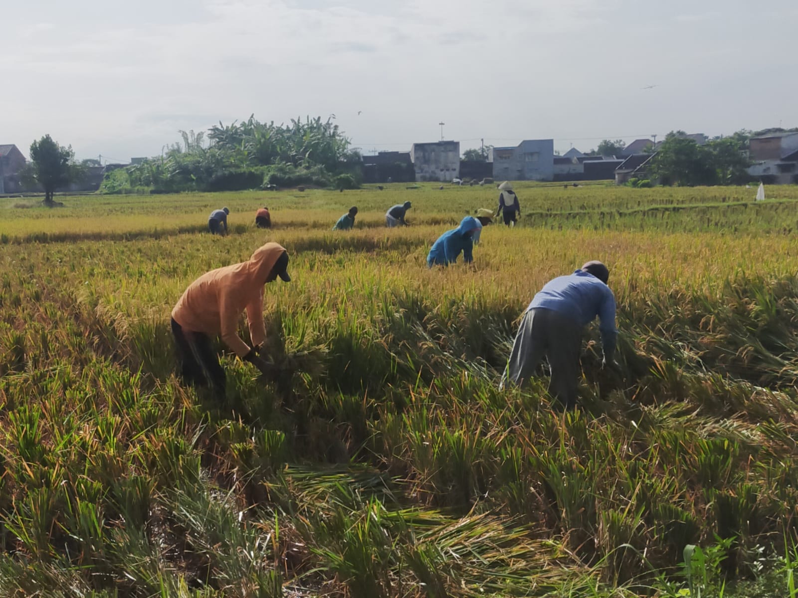 HARGA GABAH MELAMBUNG, PETANI BELUM TENTU UNTUNG