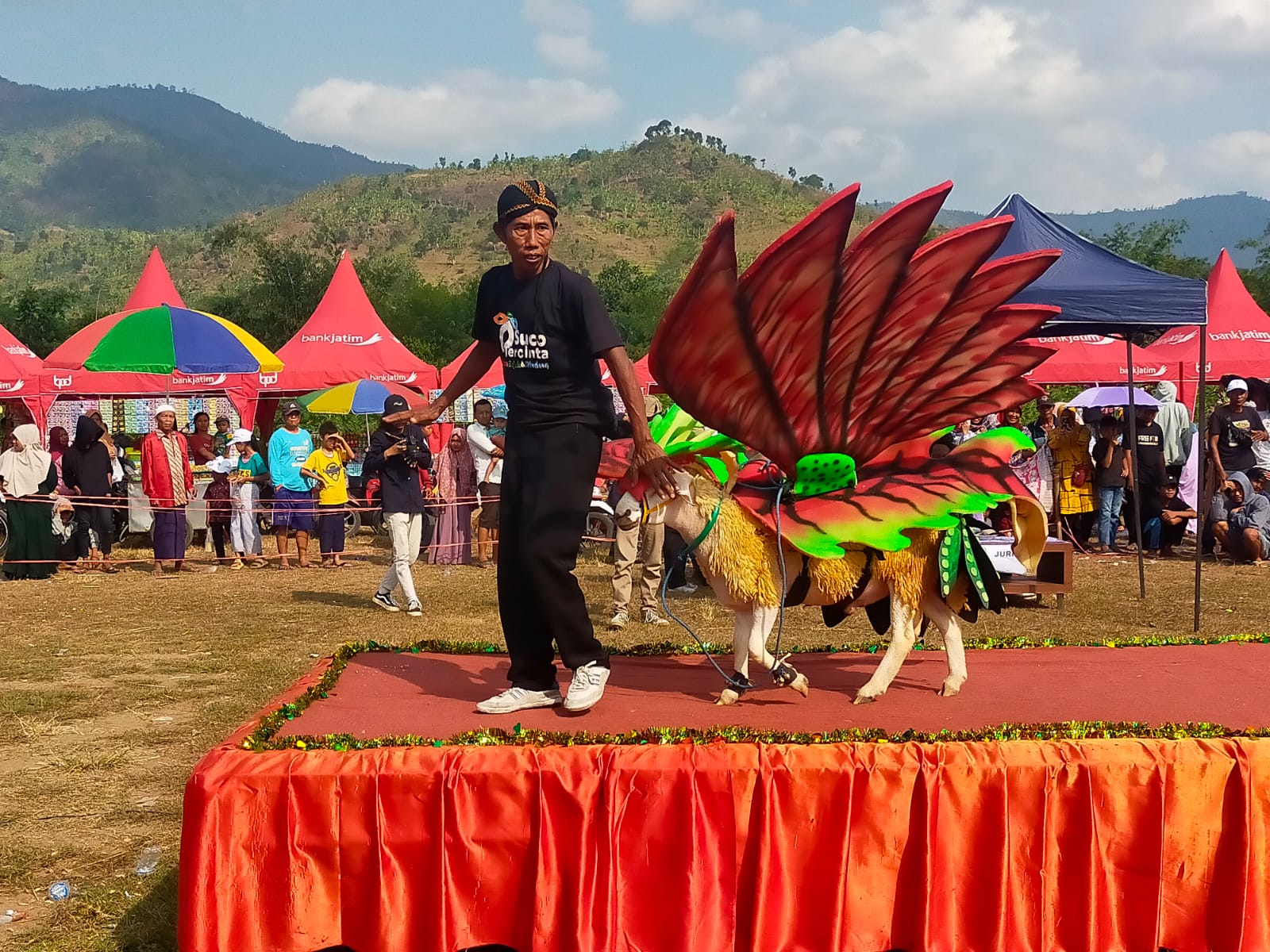 UNIK, DOMBA MENJADI MODEL KARNAVAL DAN FASHION SHOW DI JEMBER