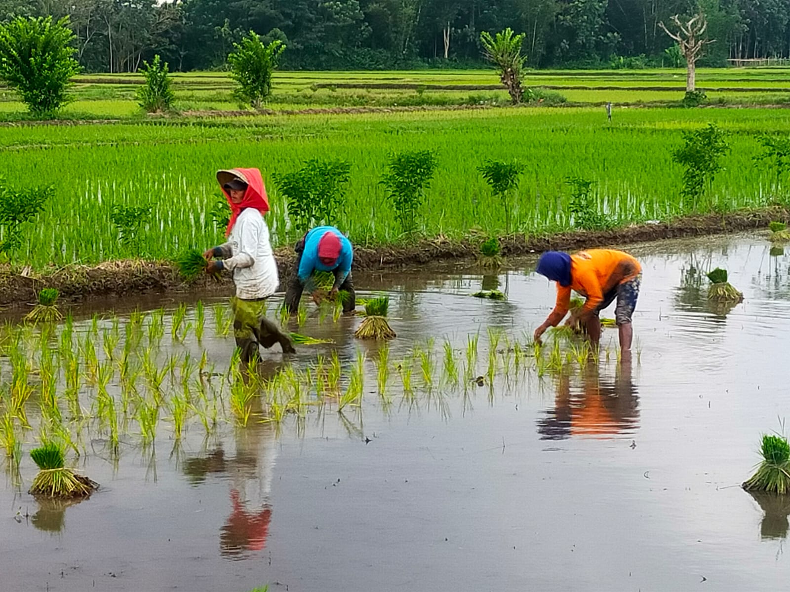 BUPATI  PASTIKAN KETERSEDIAAN  BERAS DI JEMBER MENCUKUPI