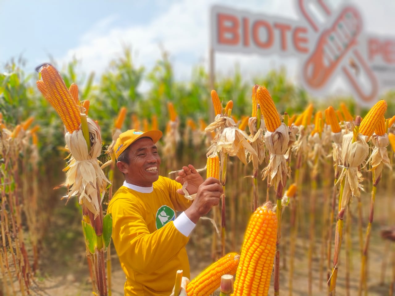 HARGA JAGUNG DI JEMBER TINGGI, PETANI TERSENYUM DAPAT UNTUNG