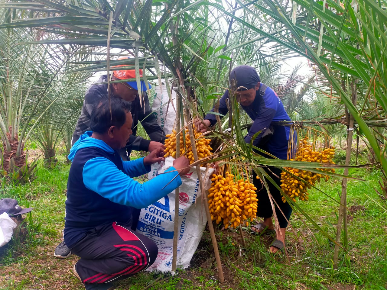 kurma-tanaman-timur-tengah-sukses-dibudidayakan-di-jember-tiga-tahun-sudah-berbuah