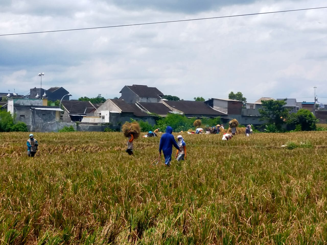 appi-impor-beras-turut-menyebabkan-anjloknya-harga-padi-saat-panen