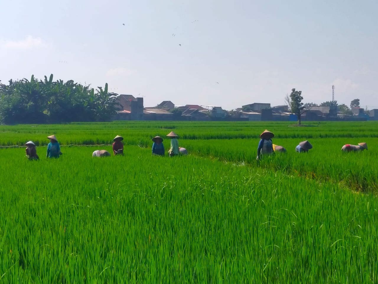 SERAPAN PUPUK SUBSIDI RENDAH, PETANI KESULITAN AKSES