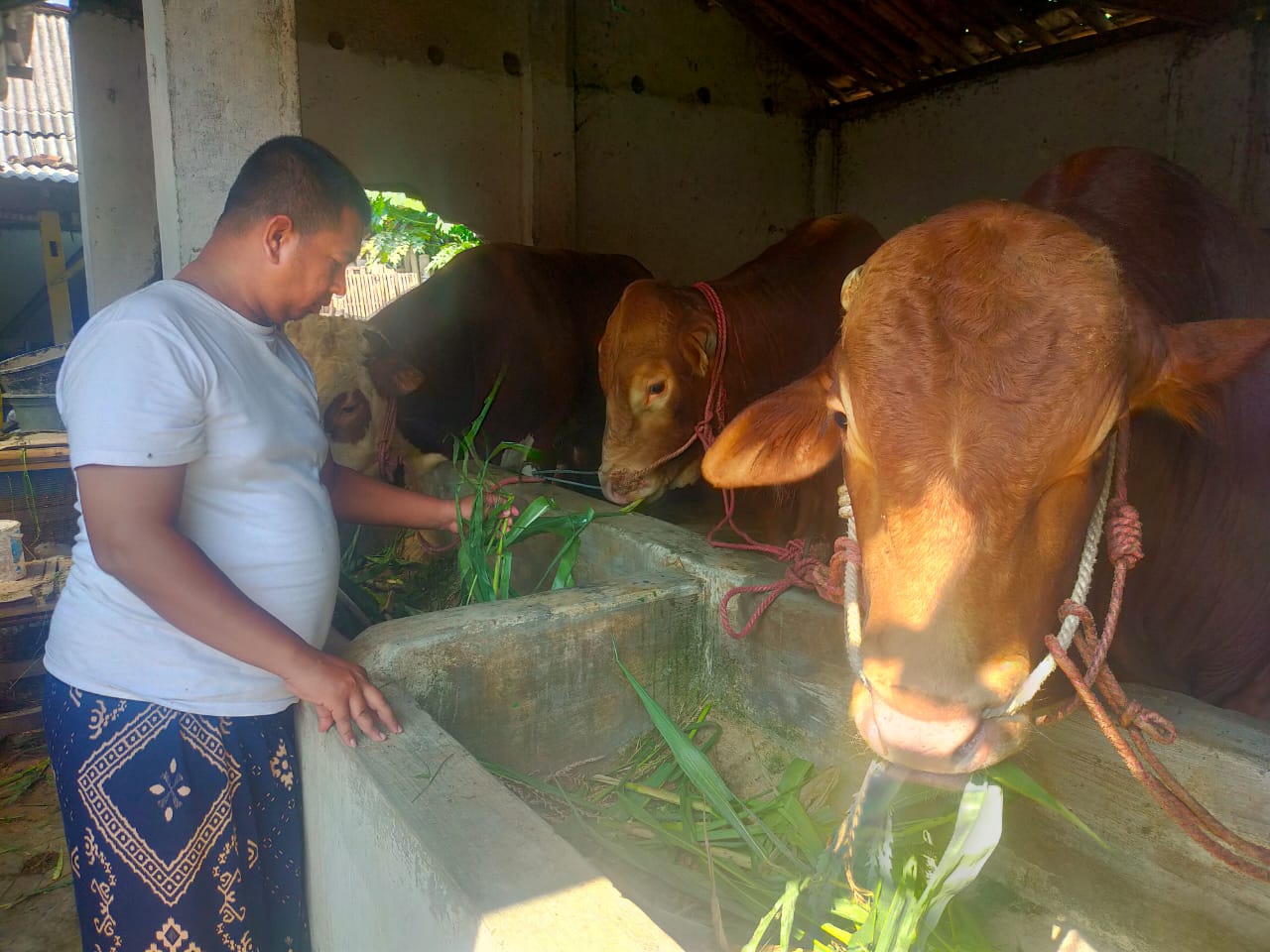 JELANG IDUL ADHA, HARGA TERNAK SAPI MULAI MENGALAMI KENAIKAN 