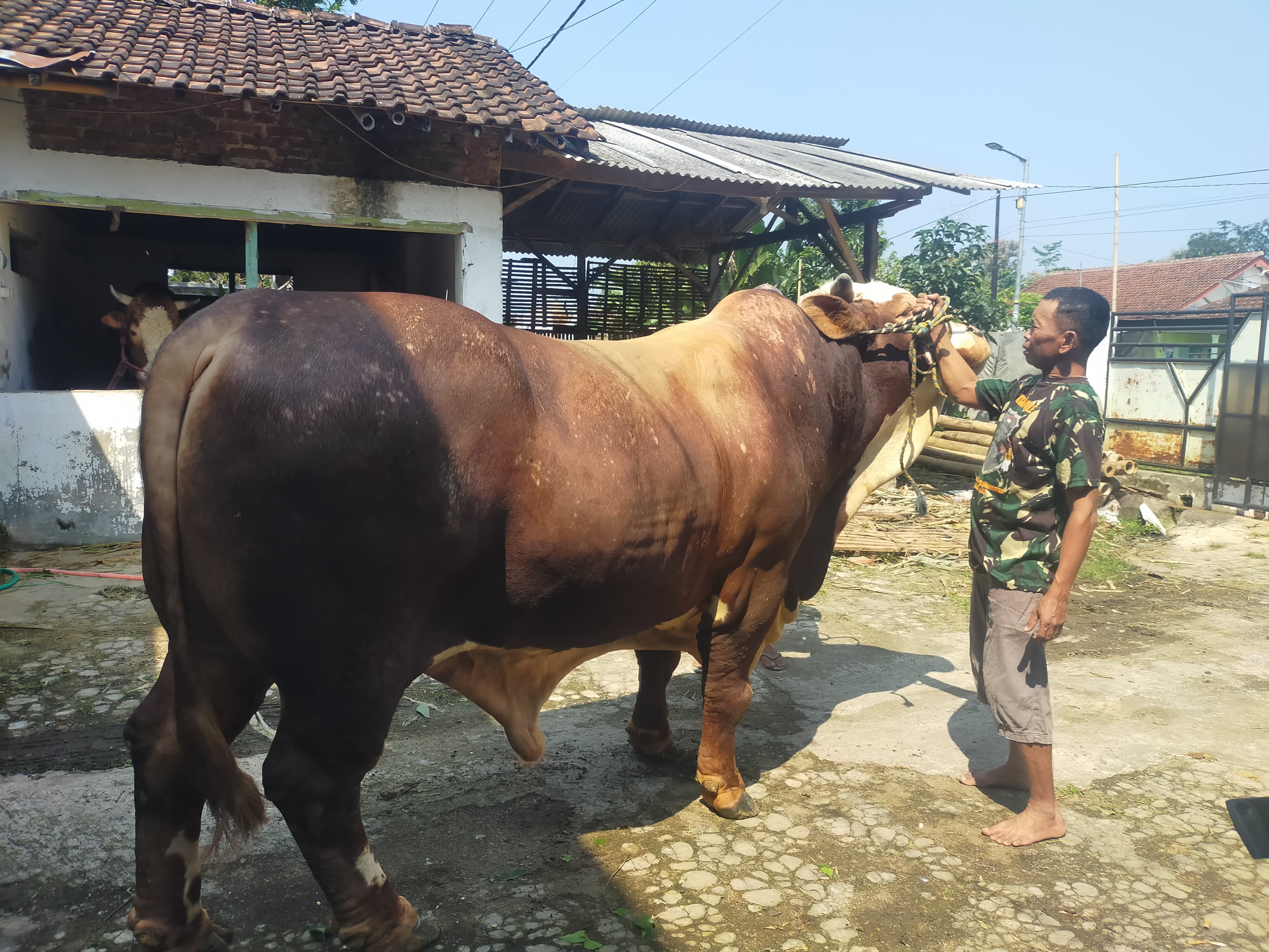 SAPI KURBAN ASAL JEMBER BERBOBOT SATU TON BERNILAI RATUSAN JUTA RUPIAH, MENDAPAT TREATMENT KHUSUS MULAI DIPIJAT HINGGA MANDI 2 KALI SEHARI