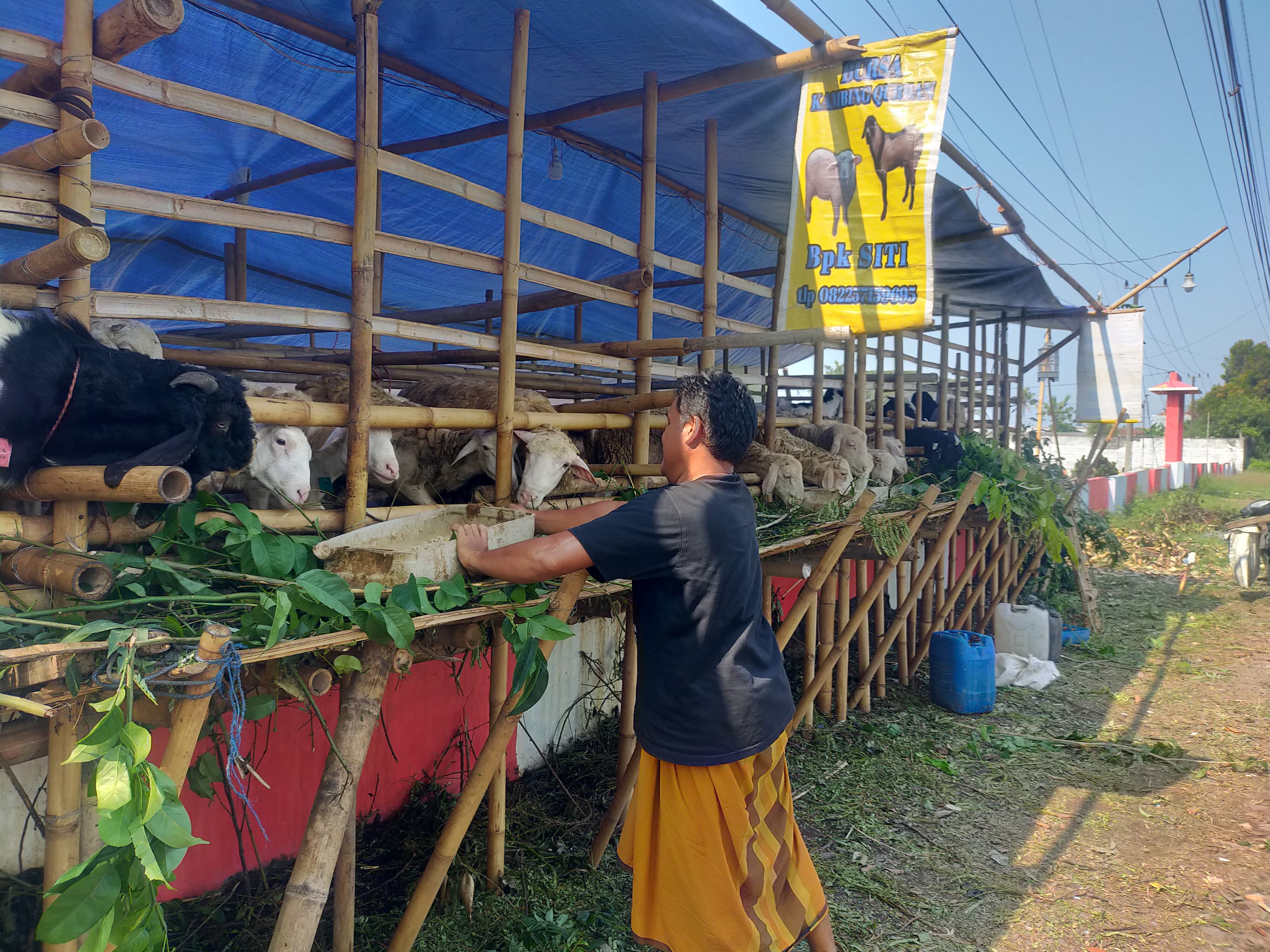 KISAH PENJUAL HEWAN KURBAN DI JEMBER YANG BERJUALAN DI KUBURAN, ADA PENAMPAKAN ANAK KECIL HINGGA DIGOYANG-GOYANG SAAT TIDUR