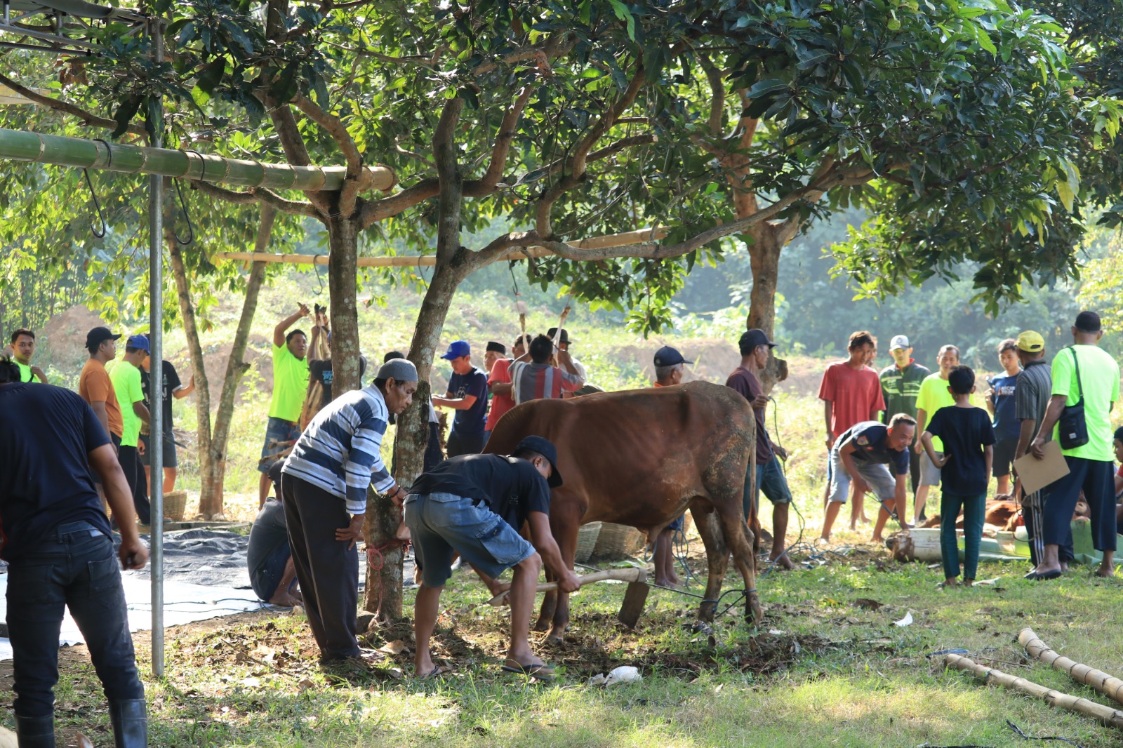 WUJUD KEPEDULIAN DAN SEMANGAT BERBAGI, UIN KHAS JEMBER BERKURBAN 7 SAPI DAN 14  KAMBING