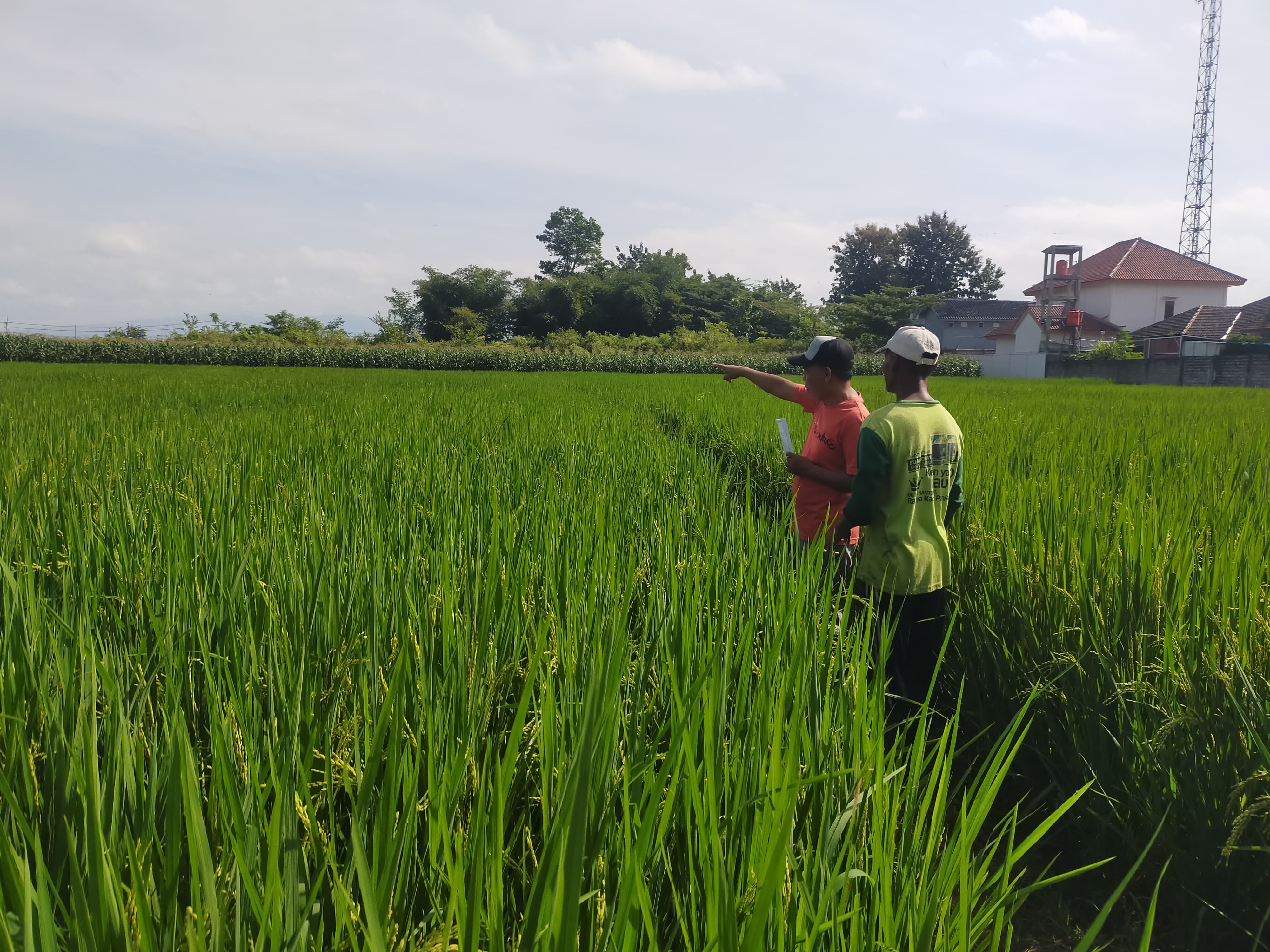 DIKENAKAN PAJAK SAWAH Rp900.000 PER METER, WARGA DI JEMBER INI SEBUT TIDAK MASUK AKAL