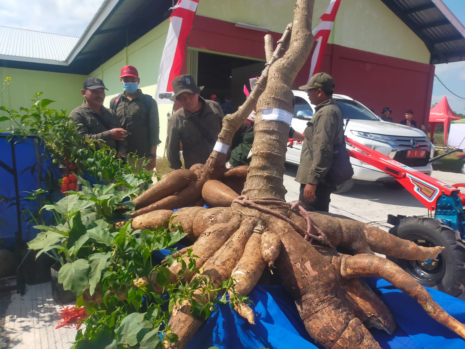 berukuran-jumbo-singkong-milik-petani-jember-ini-butuh-katrol-untuk-mencabutnya